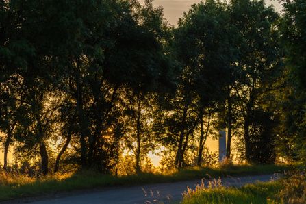 A hiking trail through the forest at sunset.