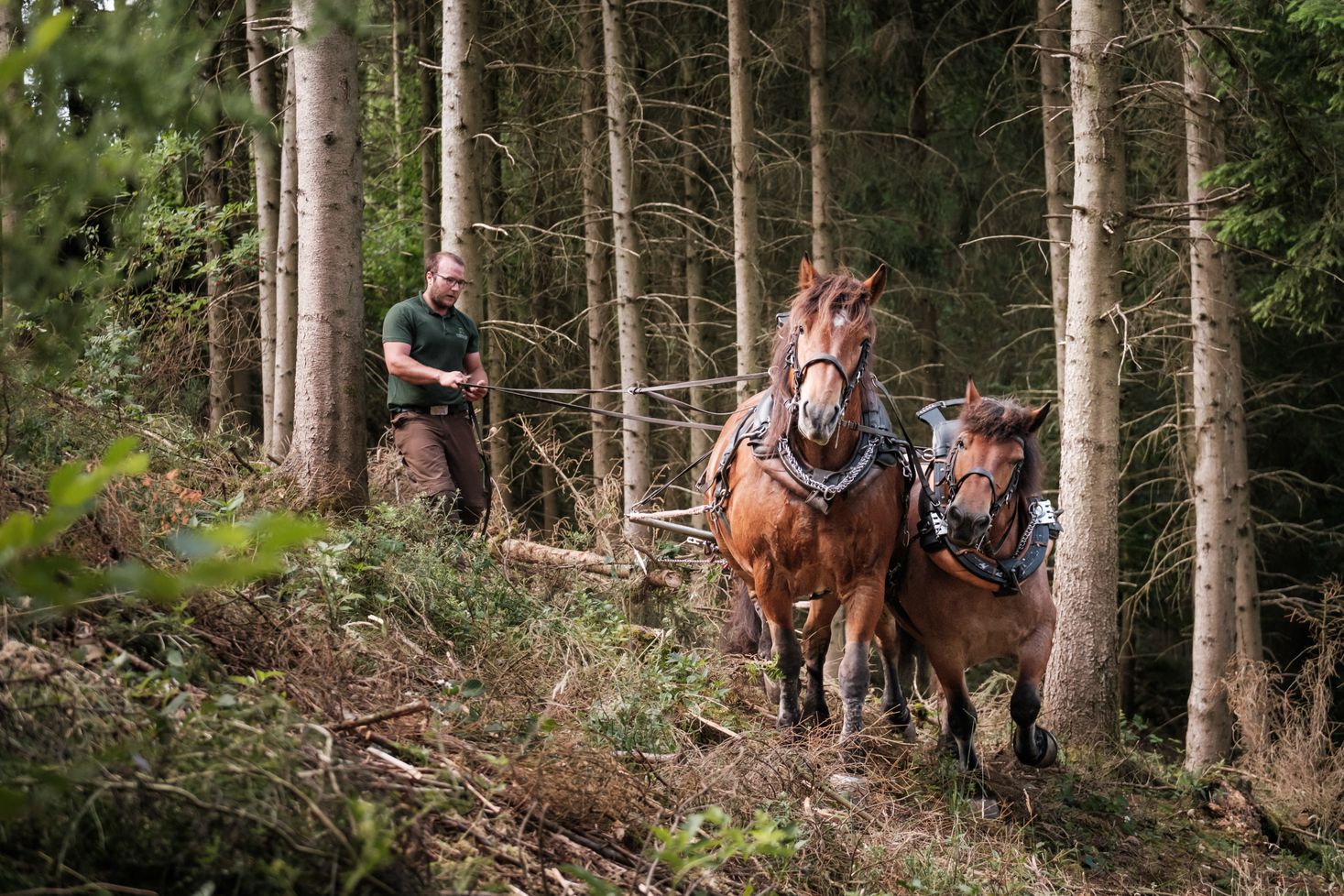 Ardennes horses Munshausen Robbesscheier