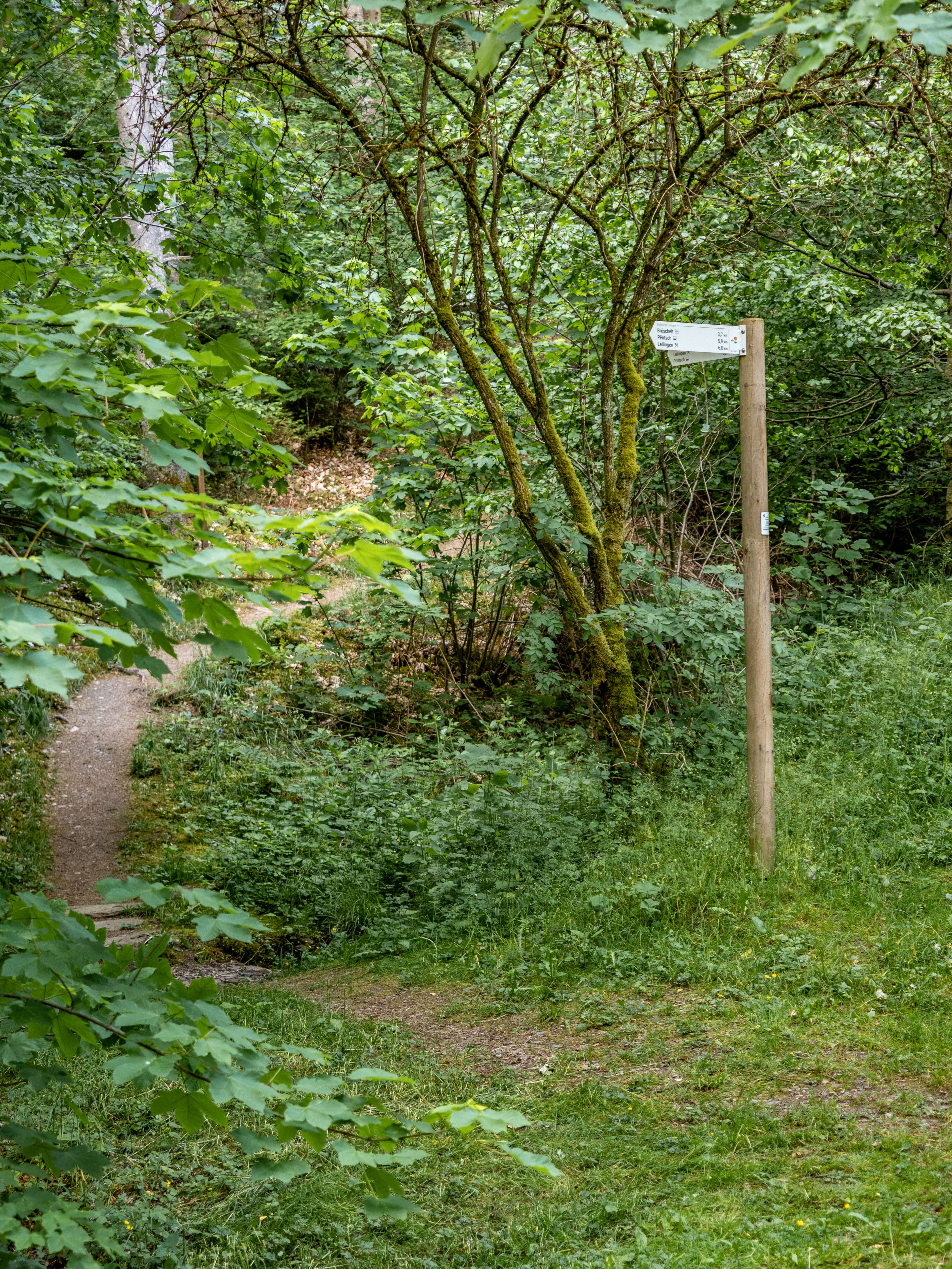 Éislek Pad Lellingen