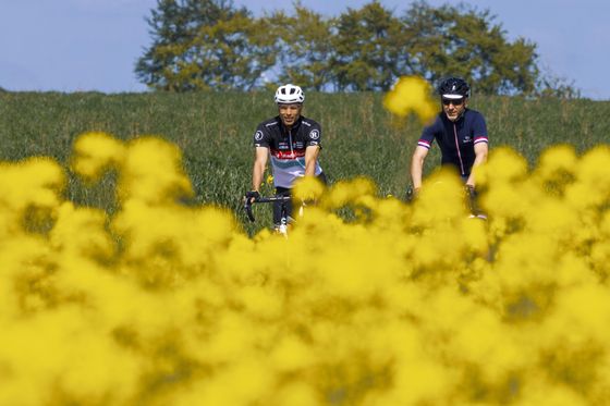 Two cyclists riding through a field with yellow flowers near Bourscheid