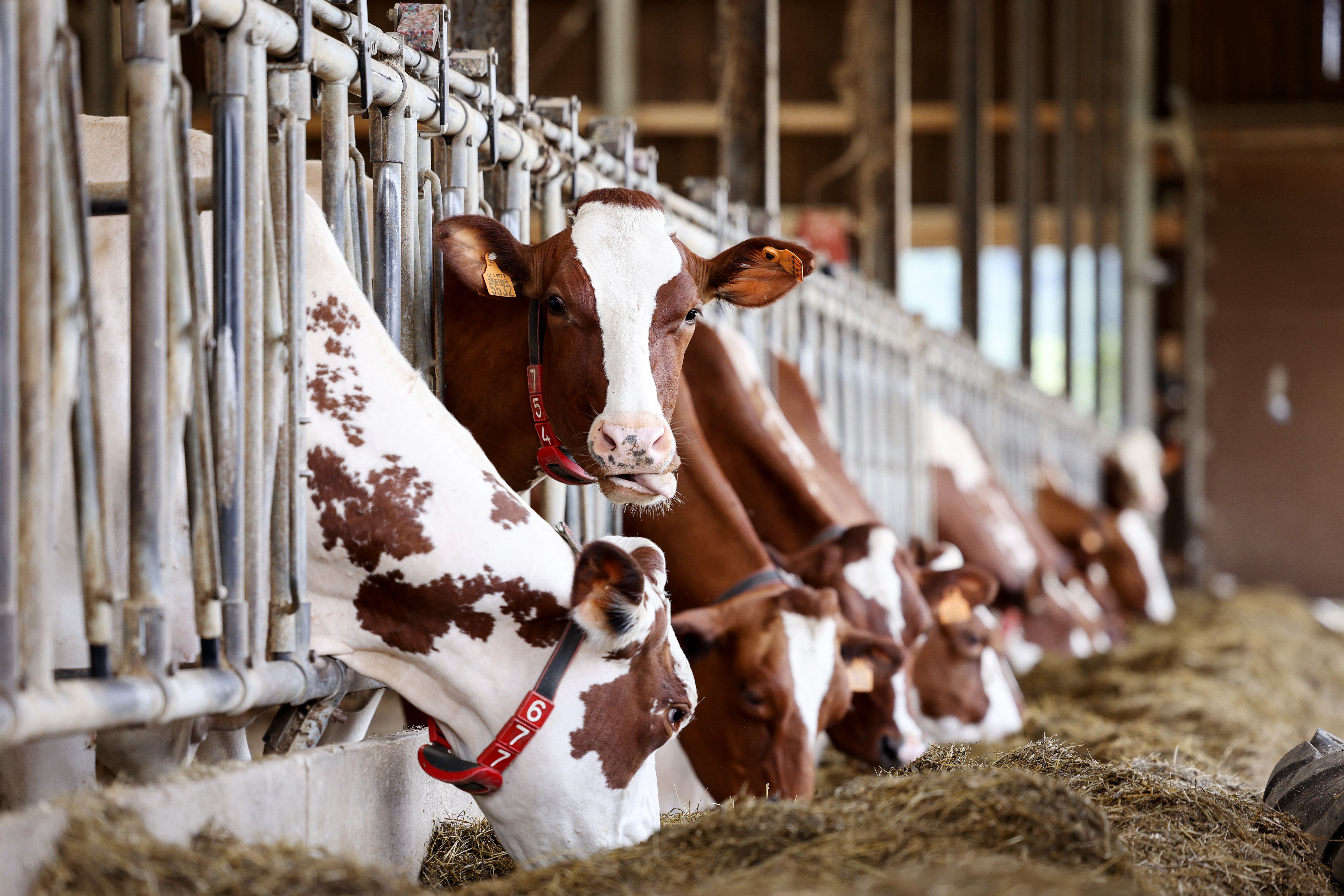 Ferme Aust
