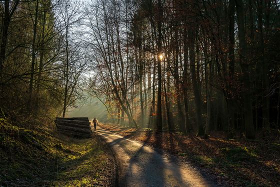 Ein Foto eines Waldes, in dem Sonnenlicht zwischen den Bäumen strahlt und eine warme Atmosphäre schafft. Der Waldweg führt auf eine Lichtung.