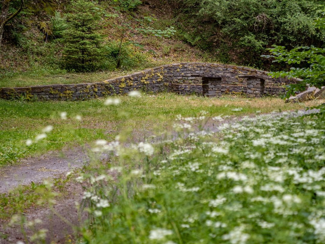 Ein schmaler Pfad führt durch einen dicht bewachsenen, grünen Wald entlang der Via Botanica und des Éislek Pad in Lellingen.  Titel Englisch: