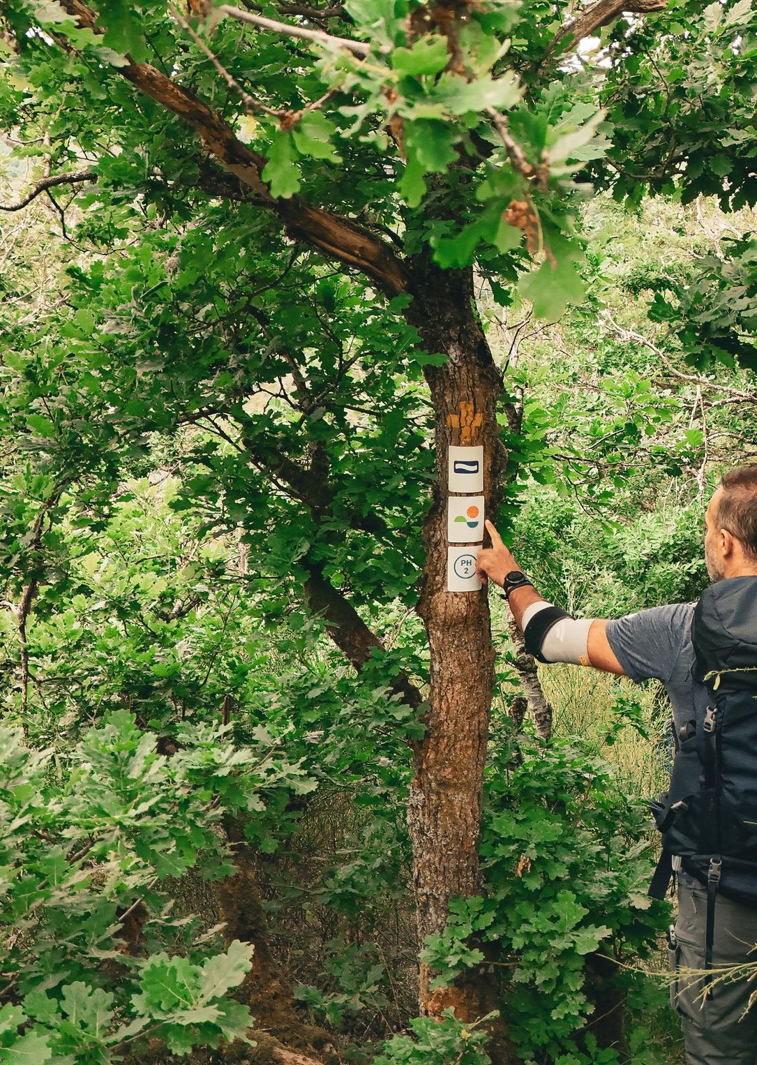 Randonneur installant ou vérifiant un balisage sur un arbre le long du Lee Trail entouré de végétation dense